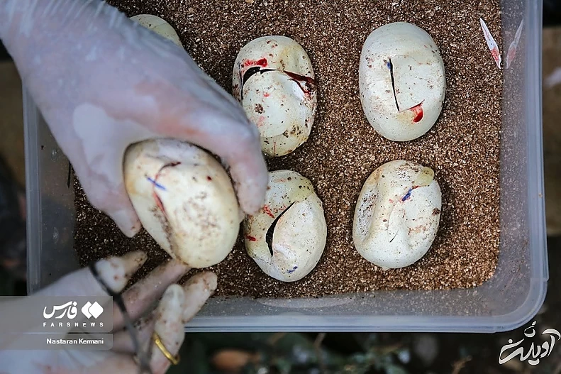 (تصاویر) تولد بچه مارهای پیتون در پارک چمران کرج